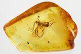 Fossil Ichneumon Wasp (Ichneumonoidea) In Baltic Amber #325362-1